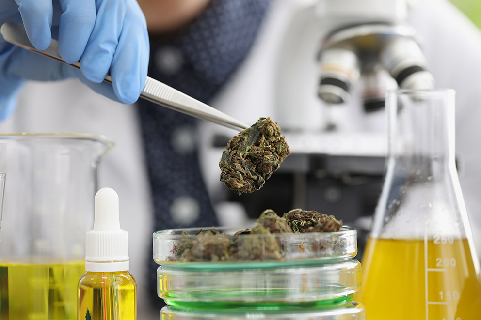 Close-up of glass container with marijuana buds on it placed for laboratory investigation. Scientist take cannabis with tweezer tool. Medicine, lab concept